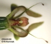 Bulbophyllum antenniferum  (06)